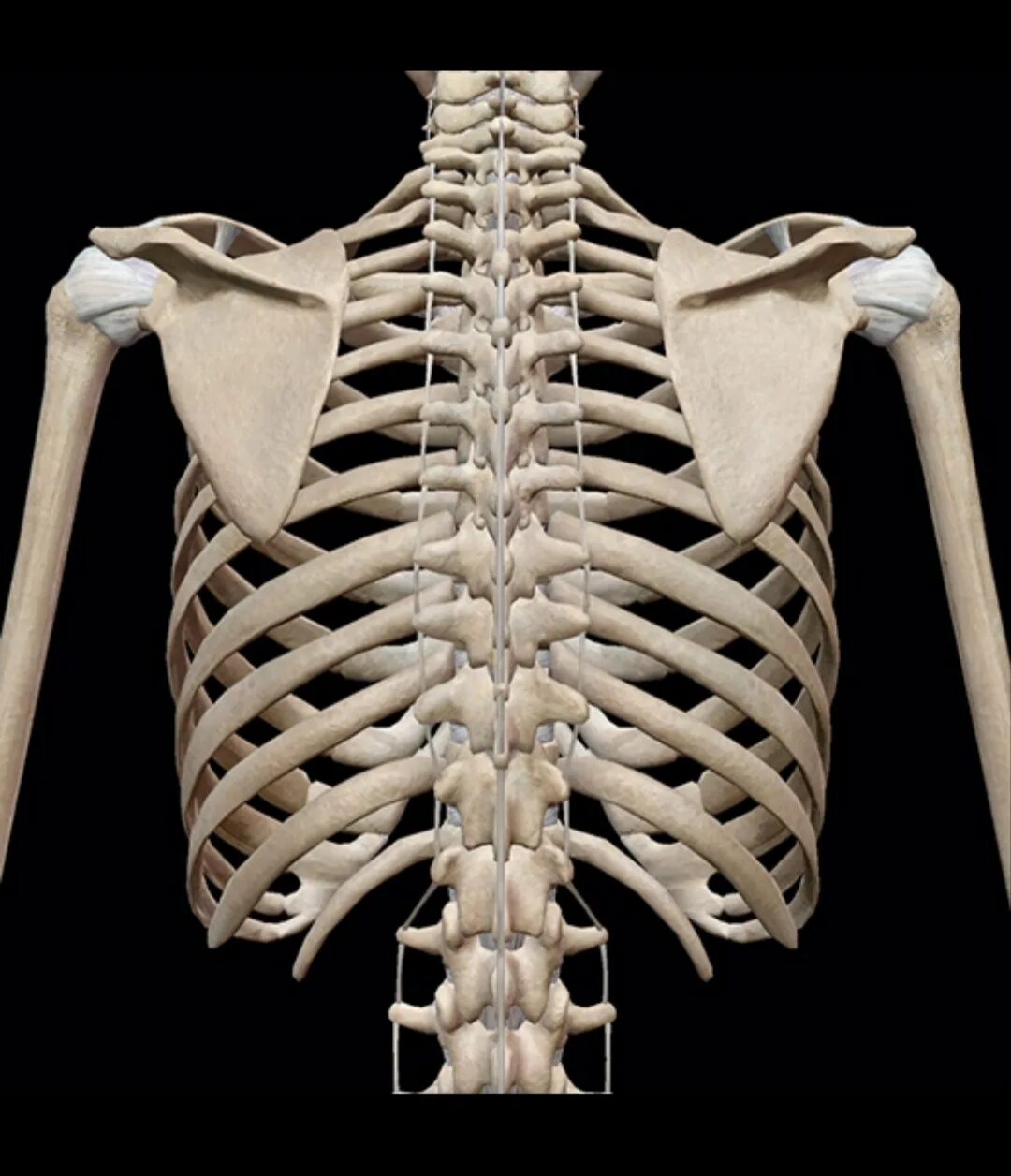 Торакс грудная клетка. Ребра человека. Скелет человека ребра. Скелет грудной клетки человека.