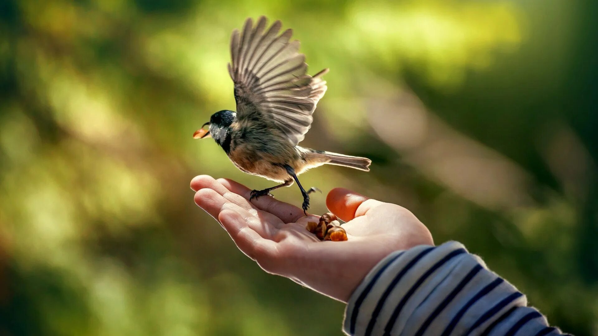 Птичка на руке. Птица на ладони. Маленькая птичка на руке. Птицы ладошками.