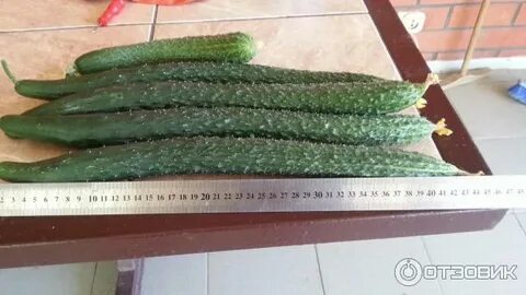 Огурцы сорта крокодил