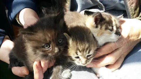 Котята в калининграде в добрые