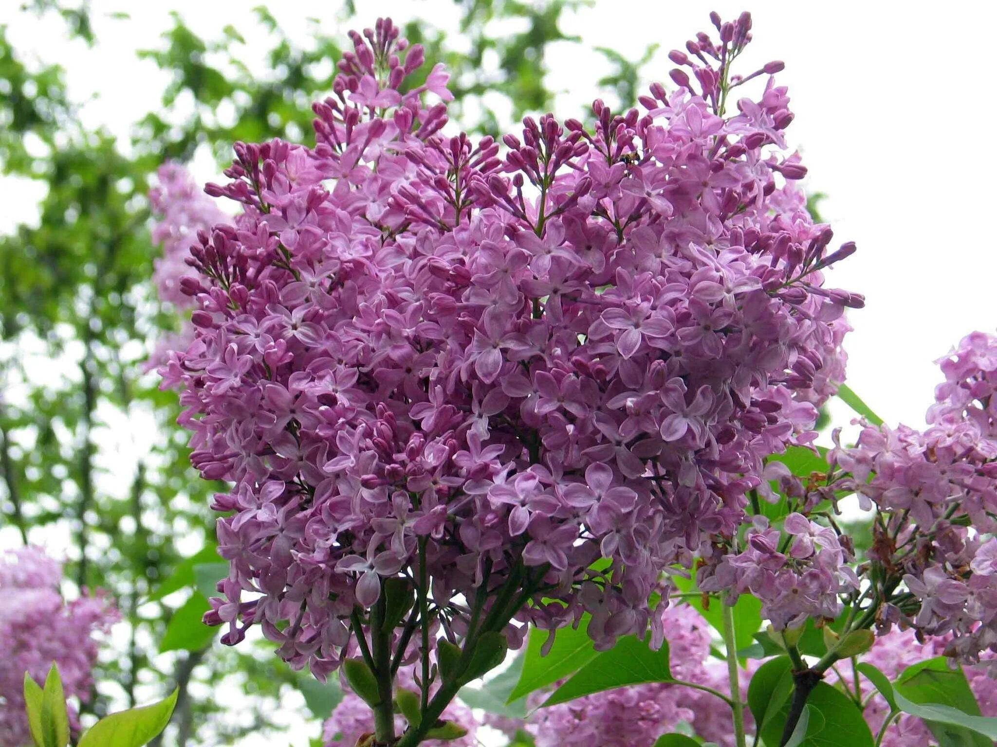 Сирень syringa. Сирень обыкновенная -Syrínga vulgáris. Сирень Syringa vulgaris. Сирень обыкновенная (Syringa vulgaris). Сирень обыкновенная (Syringa vulgaris l.).