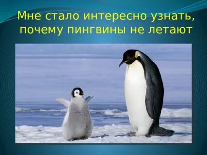 Почему пингвины не живут на северном