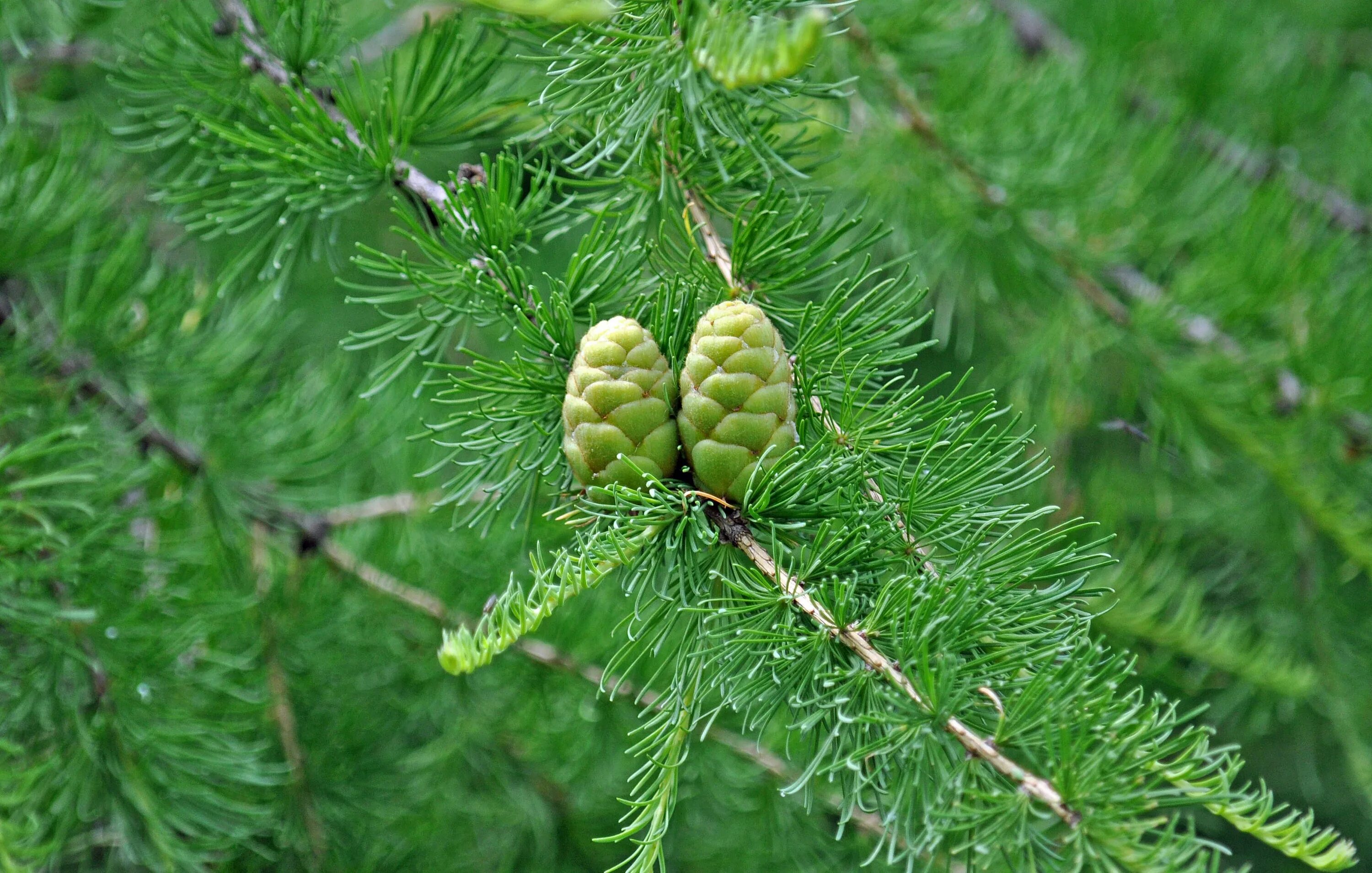 Лиственница Сибирская Larix sibirica. Лиственница европейская Krejci. Лиственница Сибирская Бригантина. Лиственница Сибирская Larix sibirica шишки.