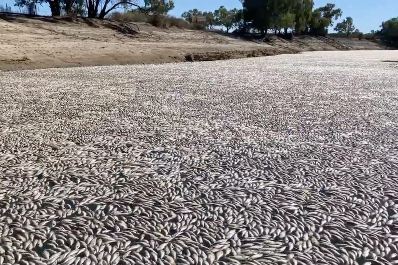 Погибло много рыбы. Гибель рыбы в Австралии. Вымирание рыб. Австралия мертвая рыба.