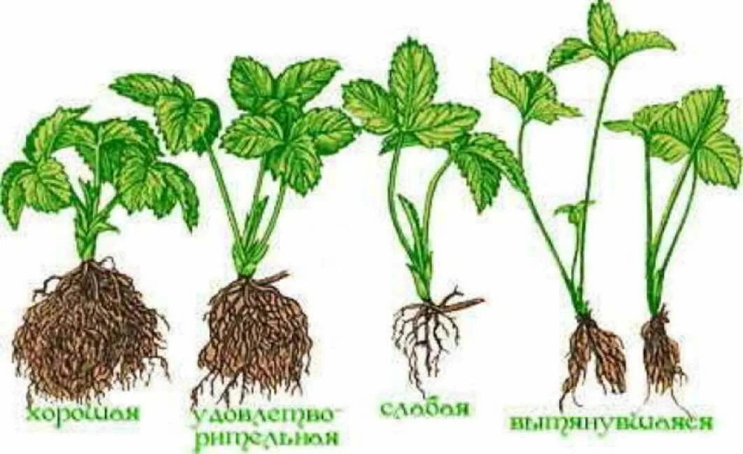 Как отличить куст. Мужские и женские кусты клубники. Рассада клубники мужская и женская. Земляника кусты рассада. Мужские и женские кусты клубники как отличить.