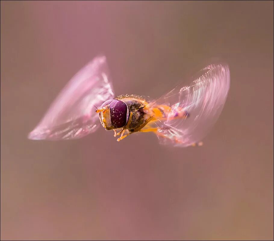 Частота взмаха крыльев шмеля. Крылья шмеля. Пчелиные Крылья. Пчела в полете. Крылья шмеля в полете.