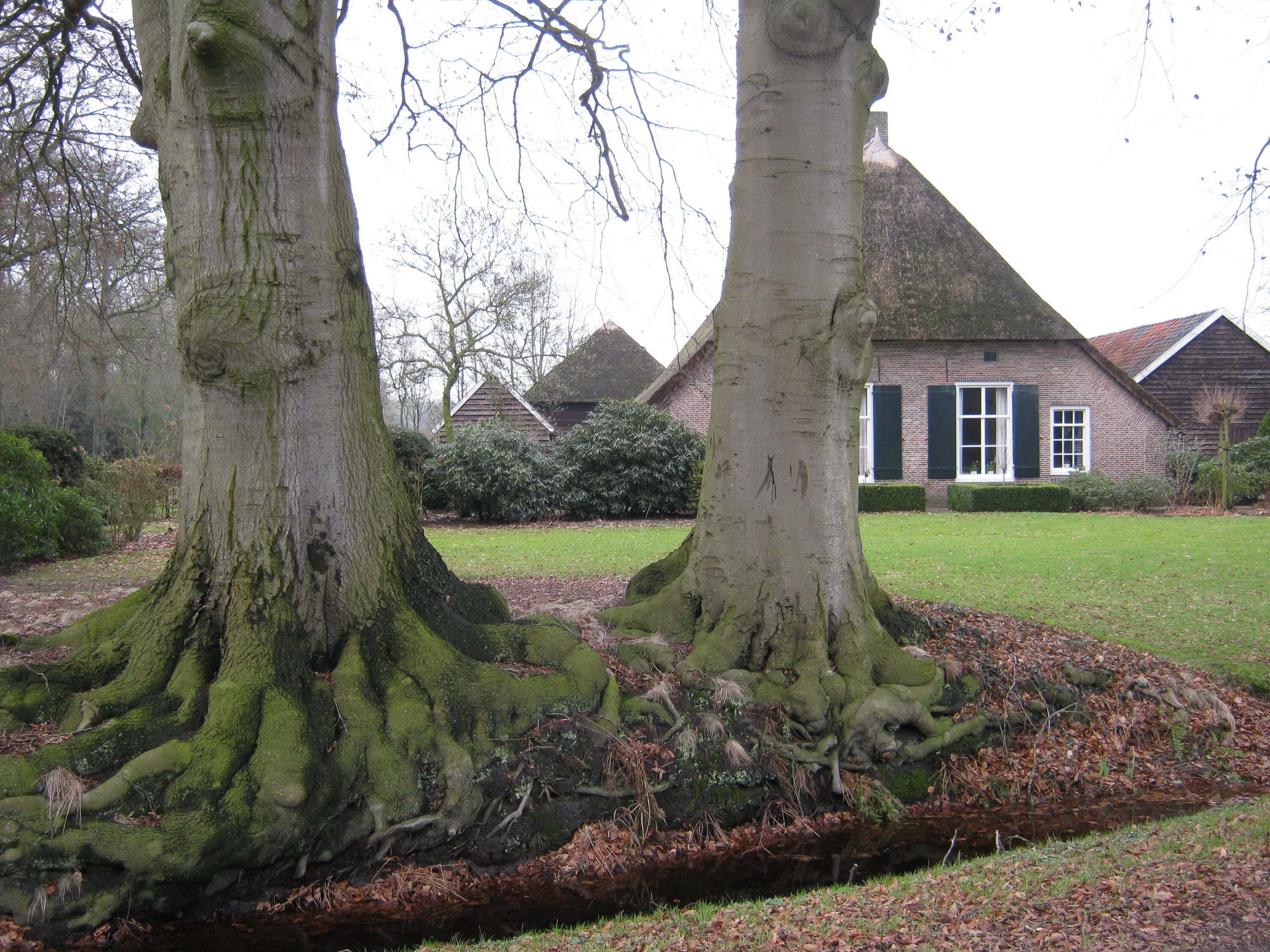 Черешчатый дуб в летнем саду. Фон дерево. Два дерева в саду. Яблоня солитер. Ствол (ботаника).