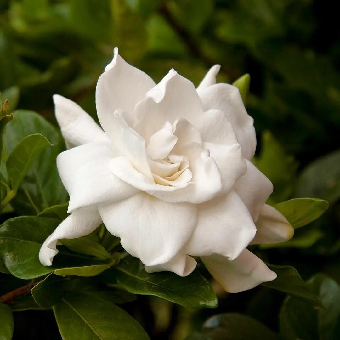 Гардения jasminoides. Гардения цвету. Гардения цвету. Цветок гардения жасминовидная. Гардения жасминовая.