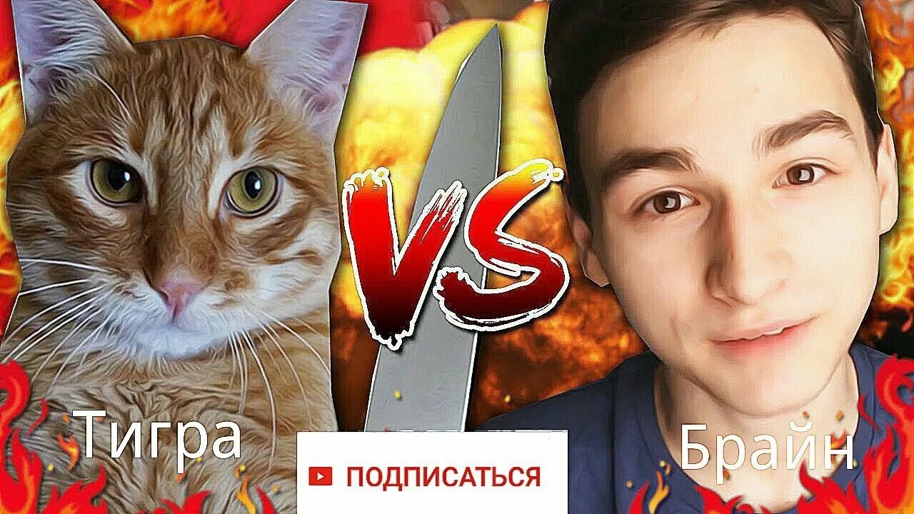 Кот брайана мапса. Тигра брайан мапс. брайан мапс с котом. тигра брайан мапс тигра. кот брайана мапса тигра.