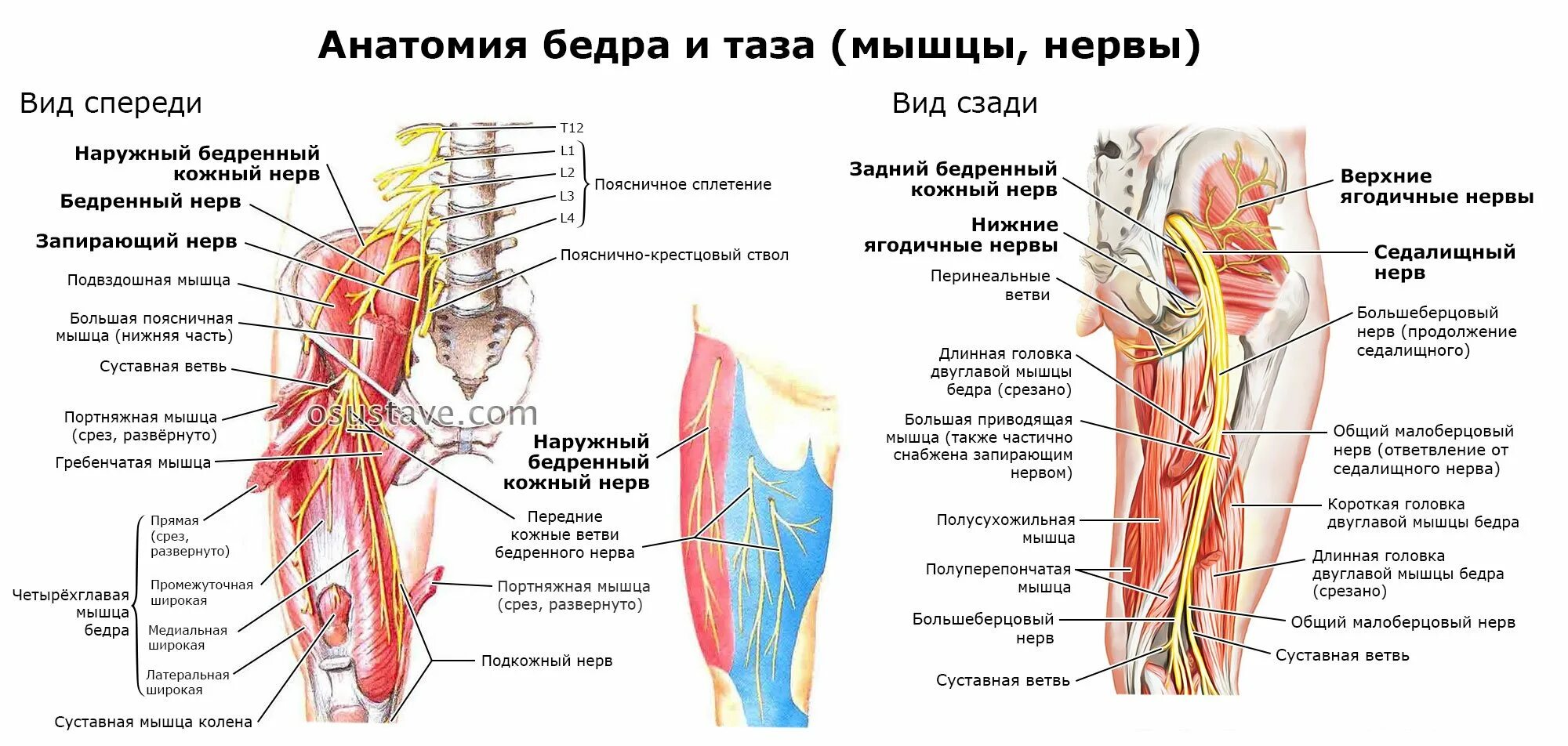 Переднюю поверхность бедра иннервирует нерв. Задний кожный нерв бедра анатомия. тазобедренный сустав нервы анатомия. анатомия тазобедренного сустава седалищного нерва. иннервация седалищного нерва анатомия.