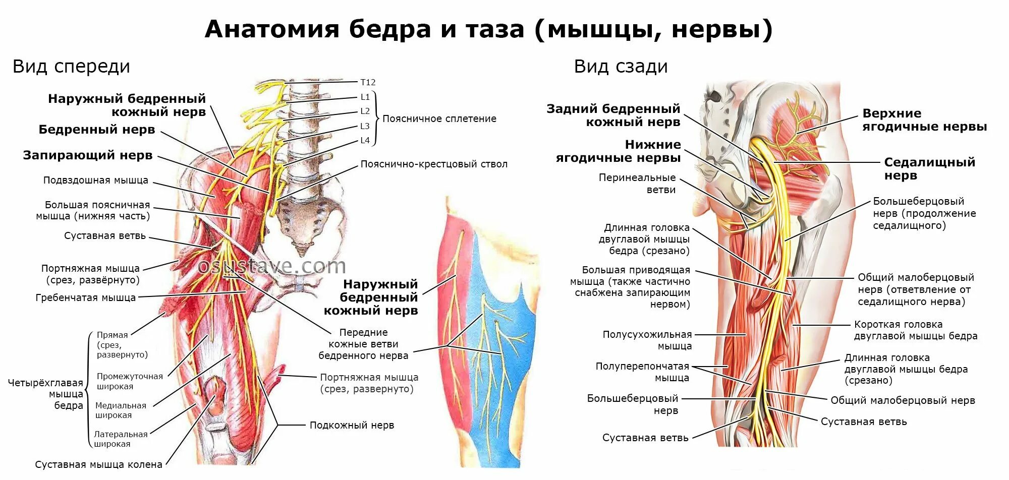 Почему пучок распадается. Тазобедренный сустав нервы анатомия. Анатомия тазобедренного сустава седалищного нерва. Задний кожный нерв бедра. Иннервация тазобедренного сустава схема.