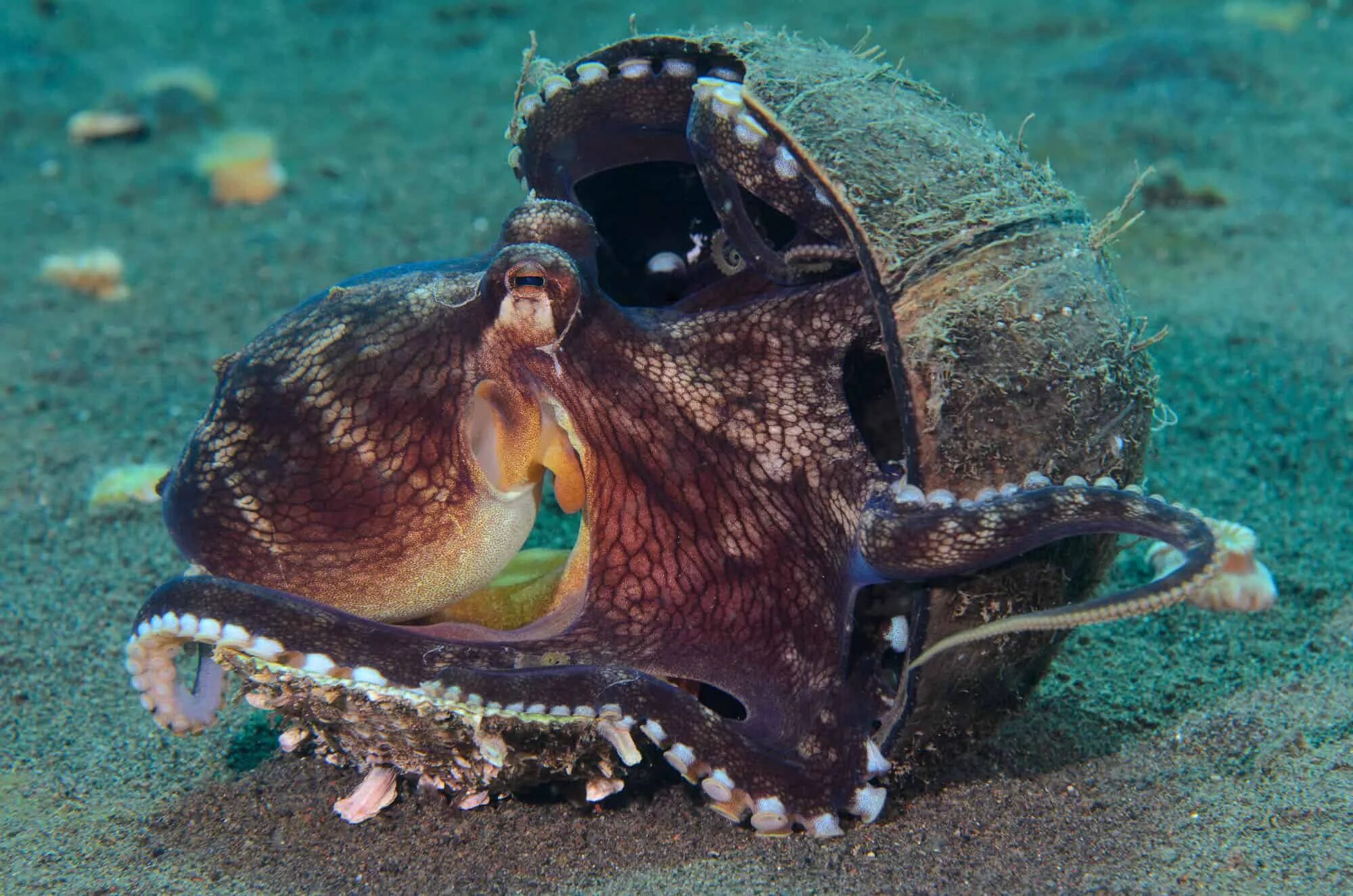 Amphioctopus marginatus. Кокосовый осьминог (Coconut Octopus). Спрут кокосовый. Жилище осьминога.