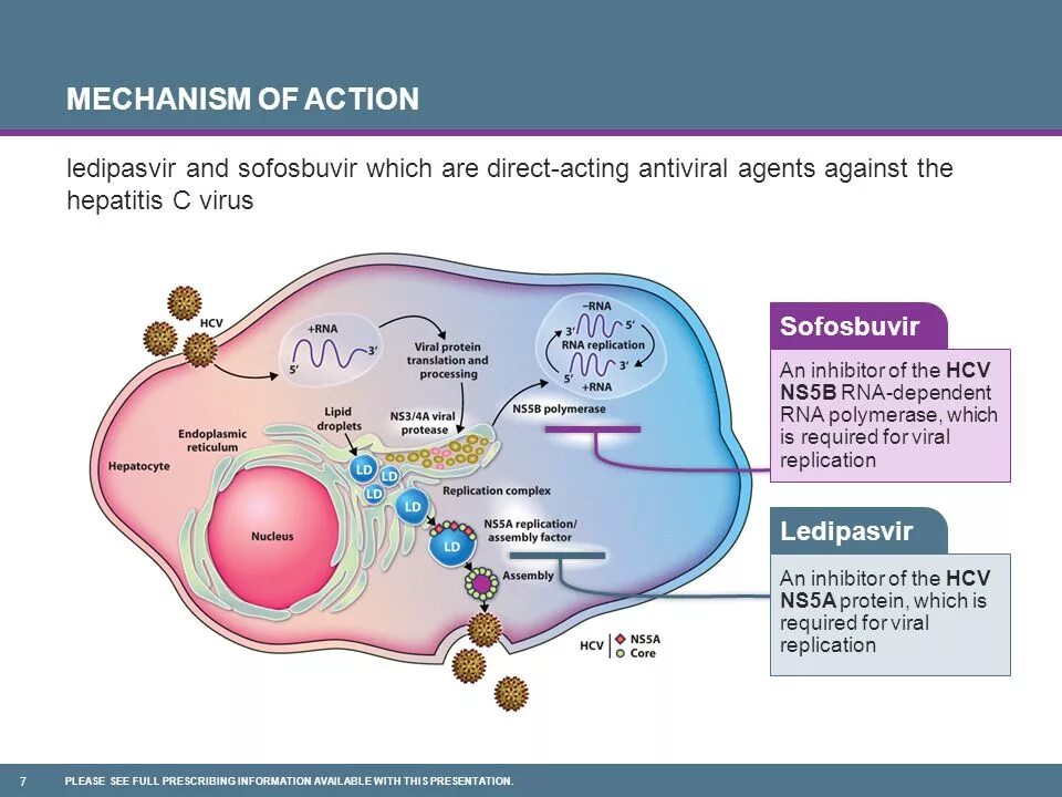 Ингибиторы ns5a препараты. Софосбувир механизм действия. Белок ns5b. NS 5. Hcv ns