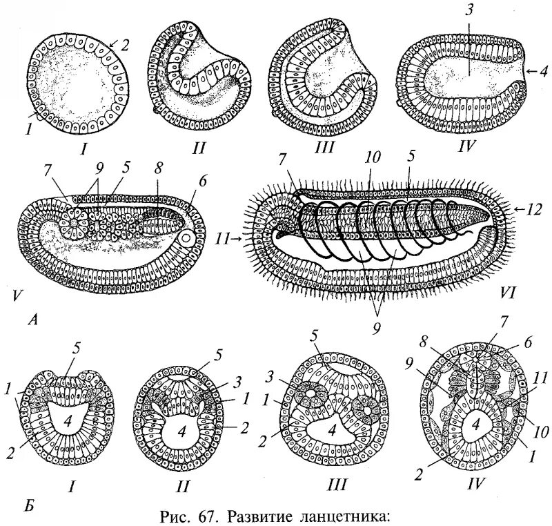 Схема эмбриогенеза ланцетника название какой его стадии. Стадии эмбрионального развития ланцетника. Схема эмбриогенеза ланцетника. Эмбриогенез ланцетника. Схема эмбрионального развития ланцетника.