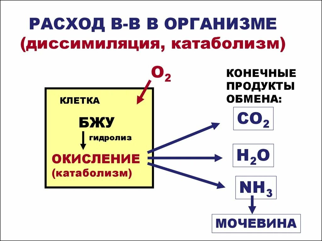 Диссимиляция. Обмен веществ между организмом и внешней средой. Диссимиляция это в языкознании. Диссимиляция биология. Диссимиляция в биологии