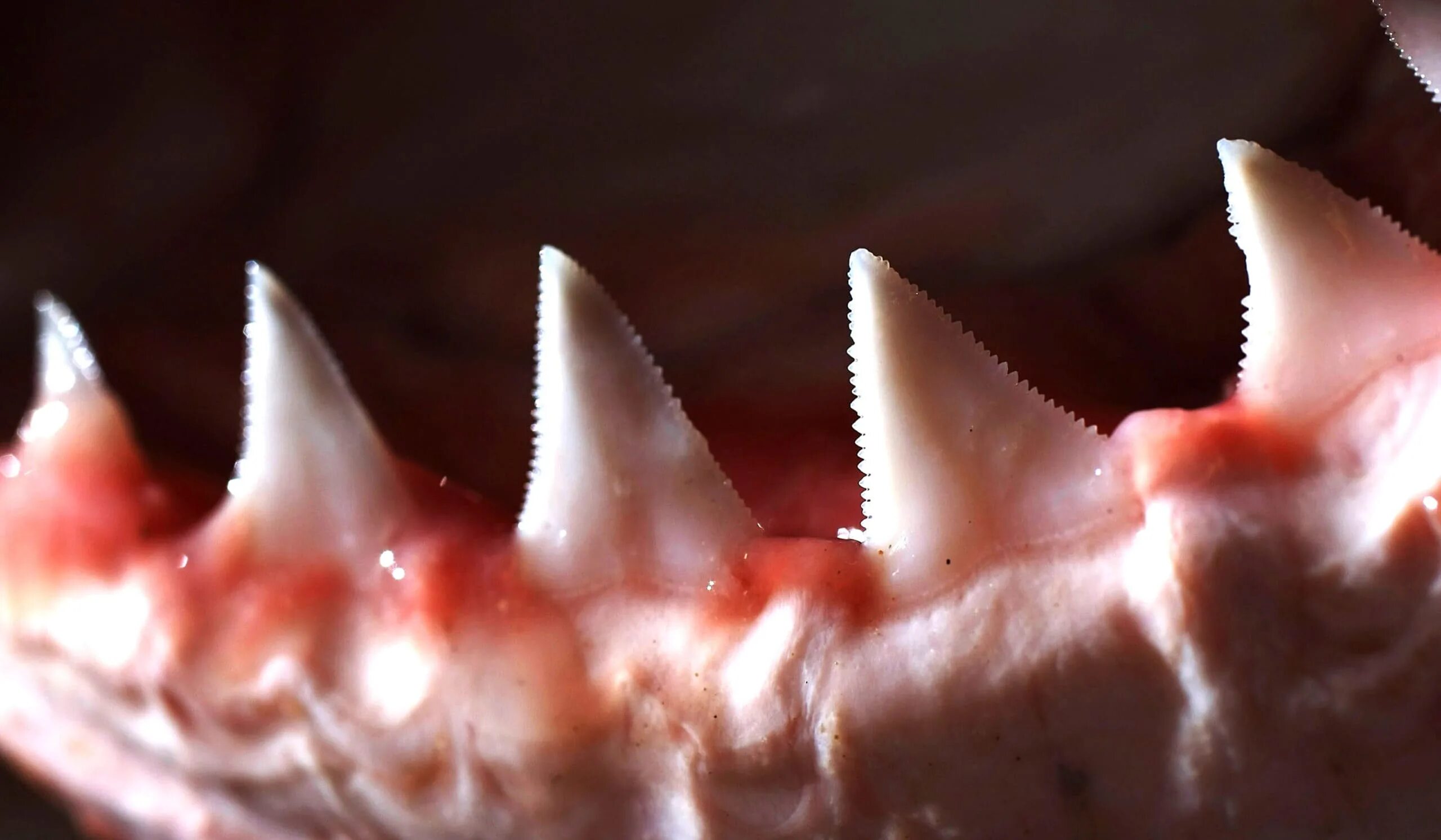 Зубы большой белой акулы.