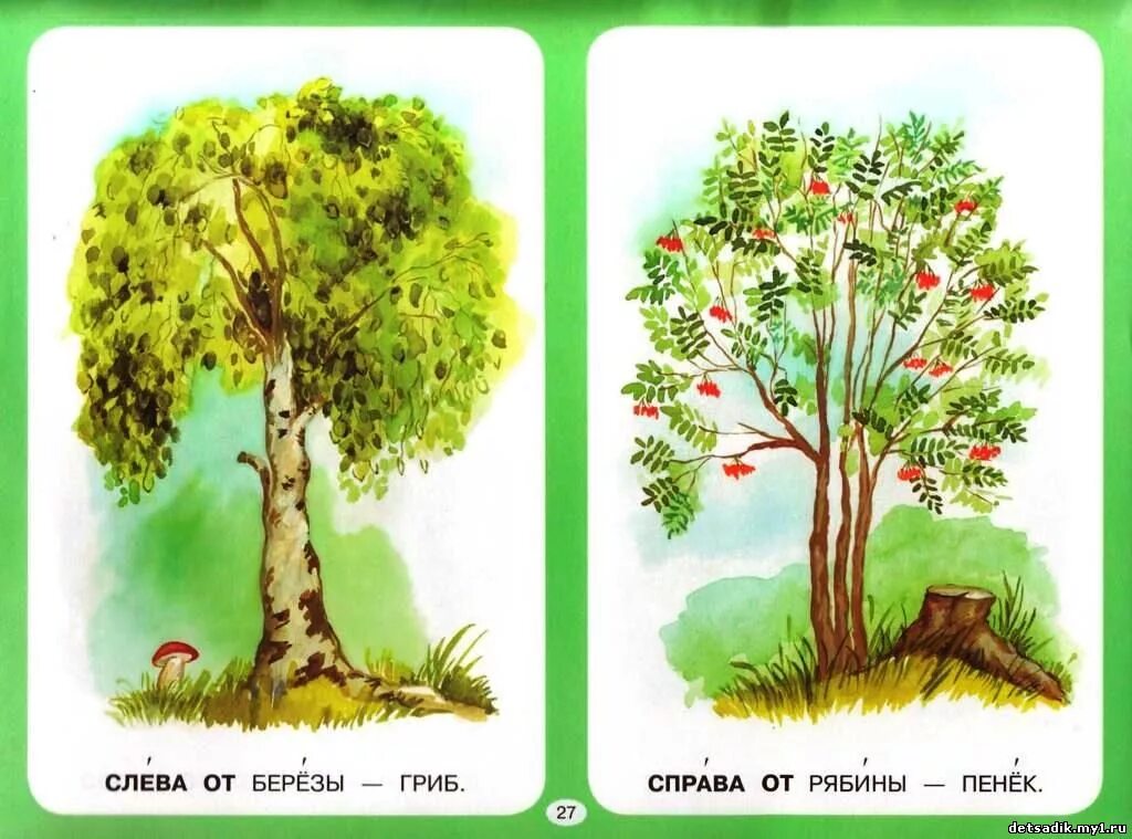 справа слева впереди заболели березовые стволы