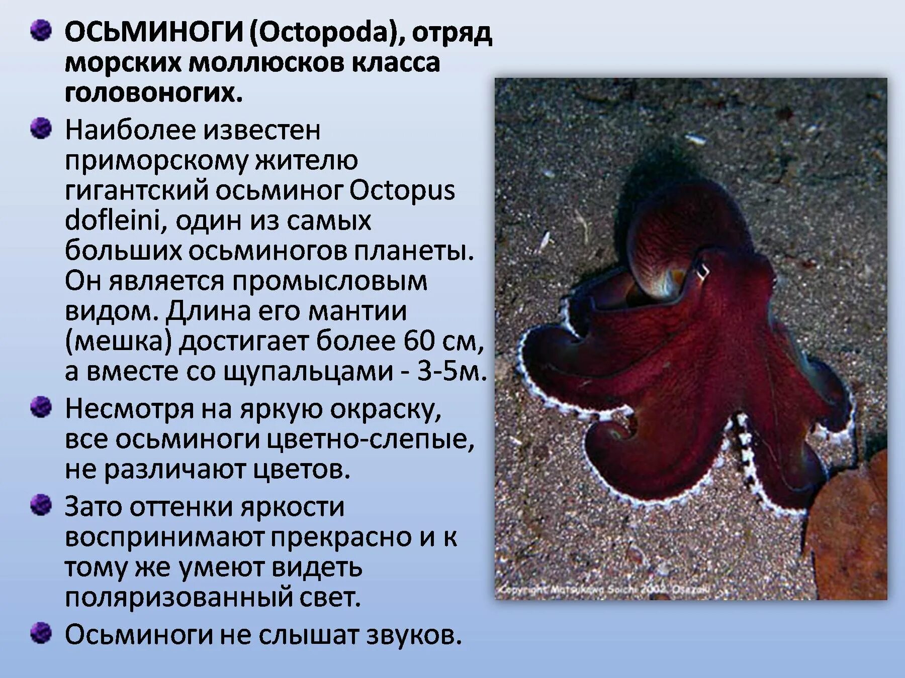 Осьминог Дофлейна гигантский. Головоногие моллюски мантия. Интересные факты о моллюсках. Осьминог интересные факты.