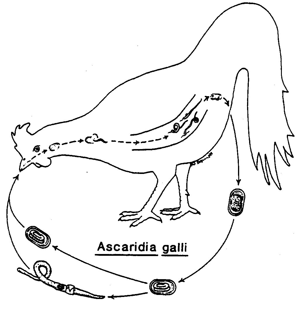 Цикл развития аскаридиоза кур. Ascaridia Galli цикл развития. Цикл развития аскариды птицы. Аскаридоз кур жизненный цикл.