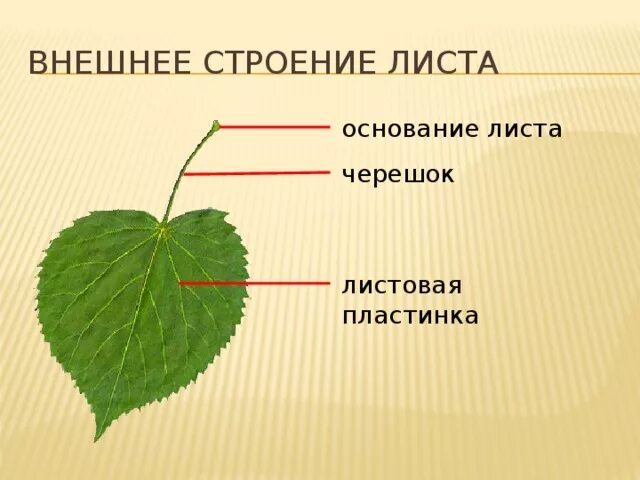 Зарисовать внешнее строение листа. Зарисовать внешнее строение листа
