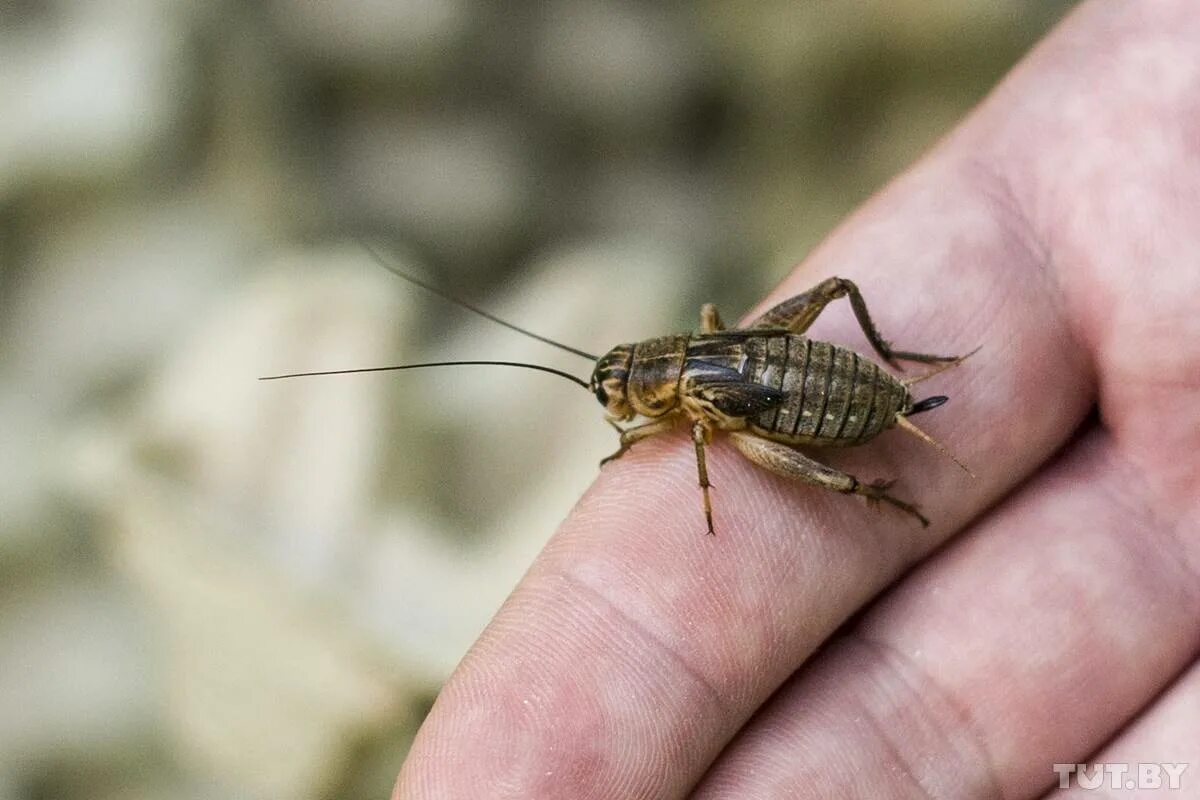 Сверчок крымский черный. Сверчок домовый прямокрылые. Сверчок обыкновенный насекомое. Сверчок домовый черный. Настоящие сверчки.