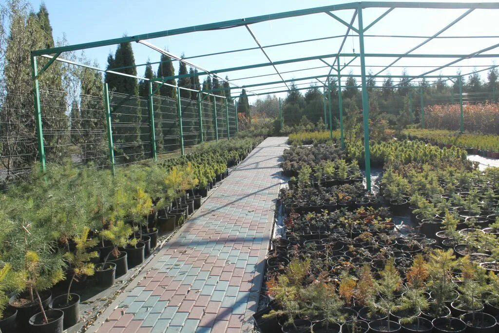 Тимирязевская академия пасечная улица. Тимирязевский питомник. Тимирязевская академия питомник виноград. Питомник тимирязевский калуга. Тимирязевский питомник.