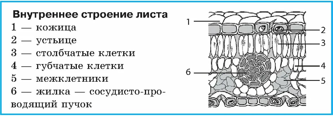 Какой тканью представлены жилки. Внутреннее строение листа устьица. Внутреннее строение листа черно белое. Схема внутреннего строения листа. Внутренний срез листа.