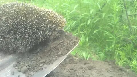 Тряпочка у ежика была одна