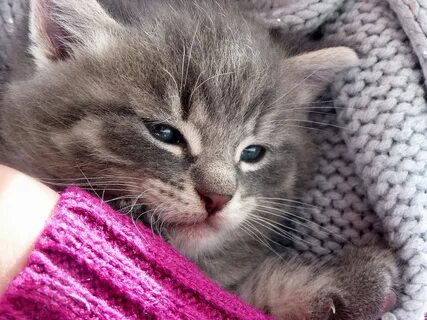 Бесплатный домашний котенок