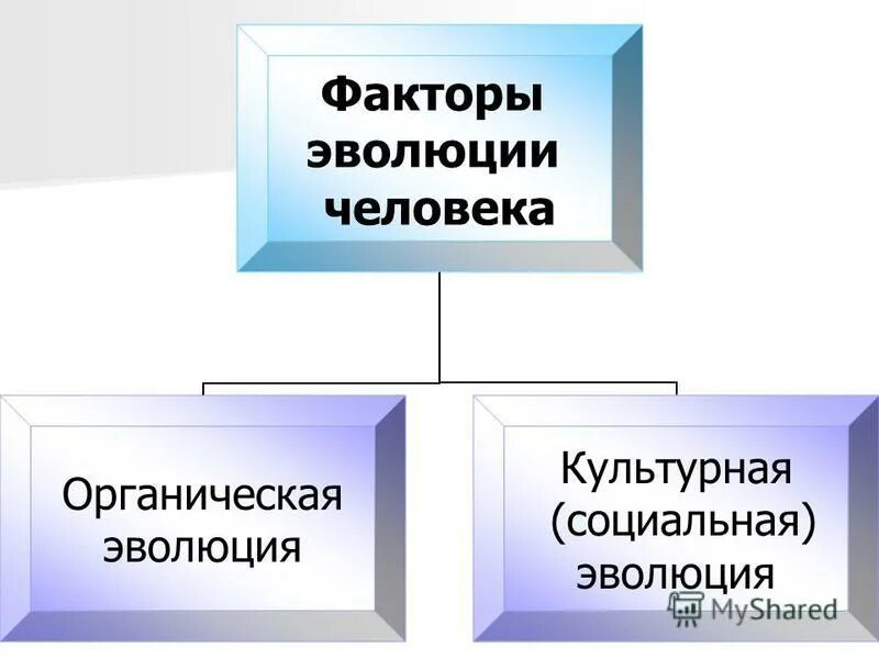 Особенности биологической эволюции человека. Современный этап развития человека. Этапы развития человека кратко. Этапы становления человека. Стадии развития человека.