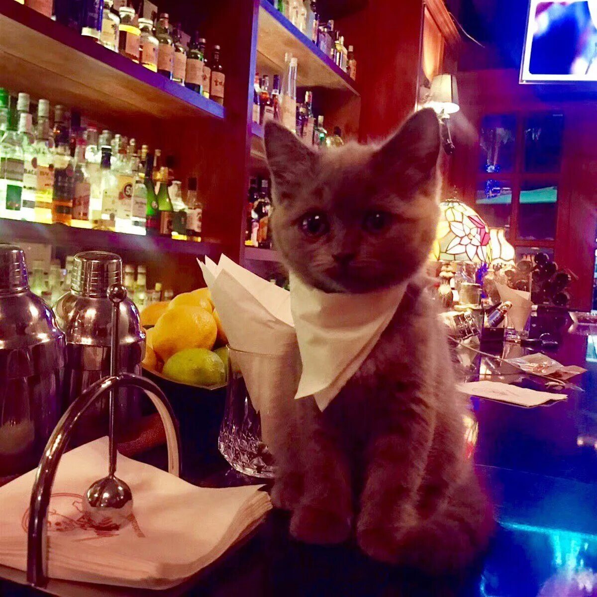 Котик и бар. Кошка в баре. Кот на вечеринке. Кот бармен. Вечеринка кошечек
