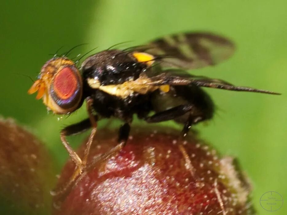 Вишне муха. Вишневая Муха Rhagoletis Cerasi. Восточная Вишневая Муха Rhagoletis cingulata Loew.. Вишневая Муха на черешне. Вишневая Муха Rhagoletis Cerasi яйца.