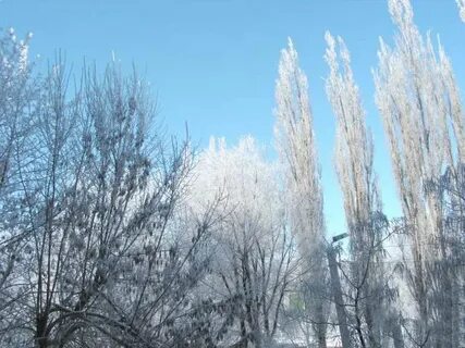 Хрустальные деревья цветут под новый песня слушать