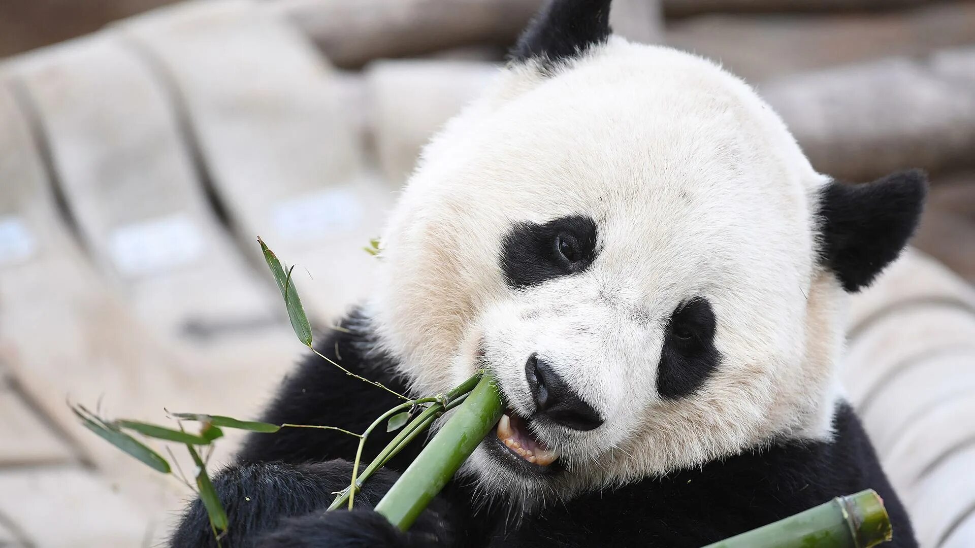 Большая панда что едят. Большая Панда ест бамбук. Бамбуковая Панда. Панда жует бамбук. Панда на бамбуке.
