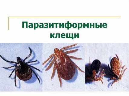 Семейство иксодовые – Ixodidae :