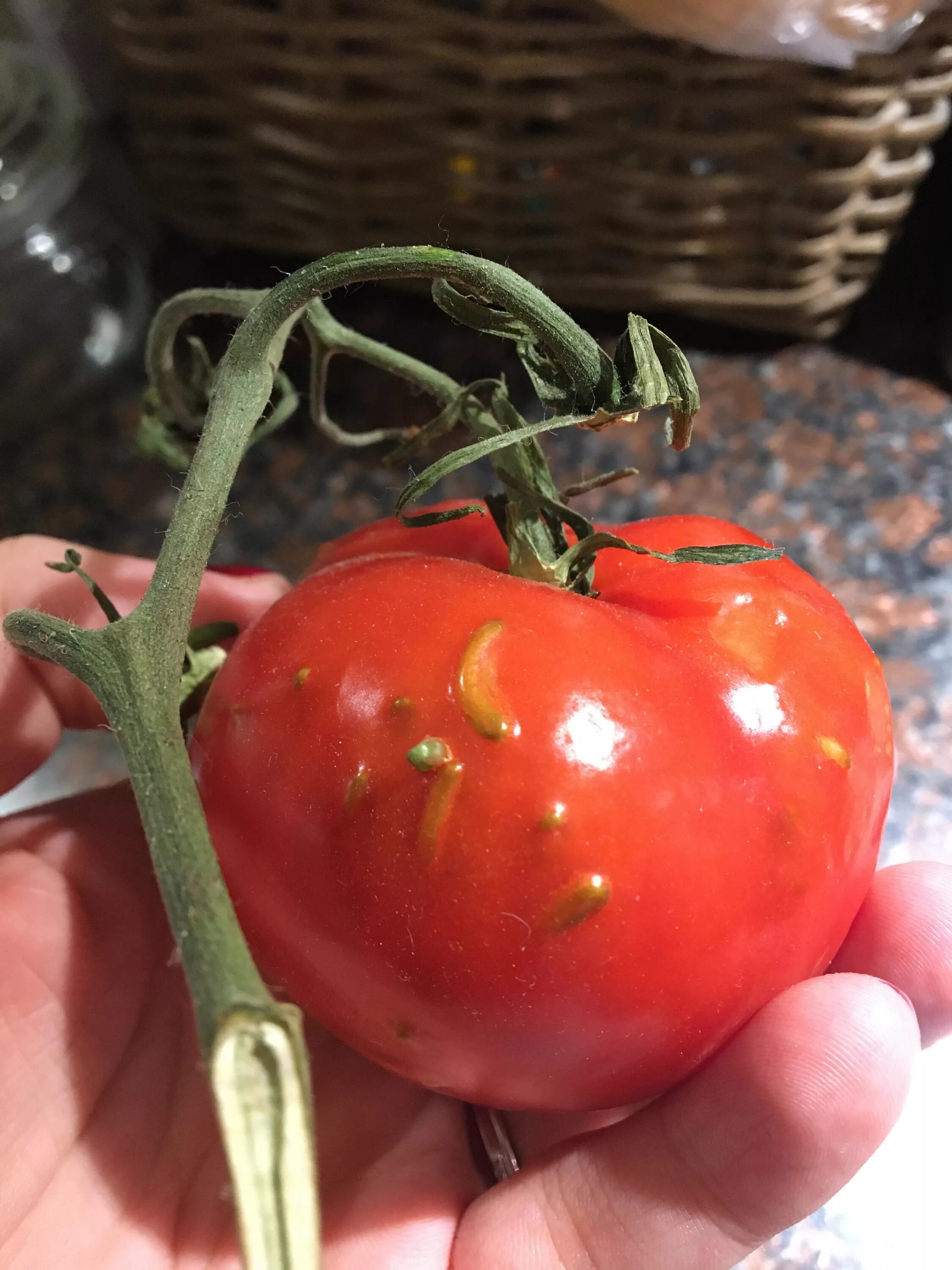Не проклевываются семена томатов. Вивипария томата. Семена томатов. Проросший помидор. Помидор пророс изнутри.