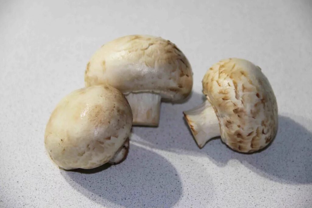 шампиньоны в сметанном соусе. шампиньоны в сливочном масле на зиму. грибной мусс из шампиньонов. шампиньоны со сливочным маслом. шампиньоны со сливочным маслом.