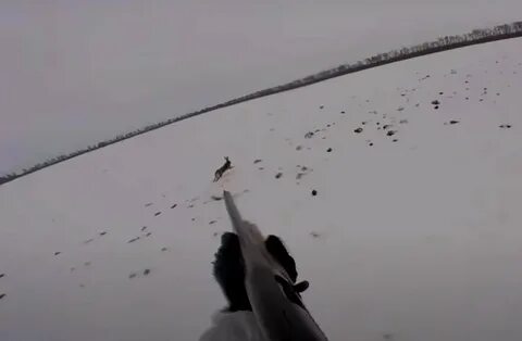 Правила охоты на зайца