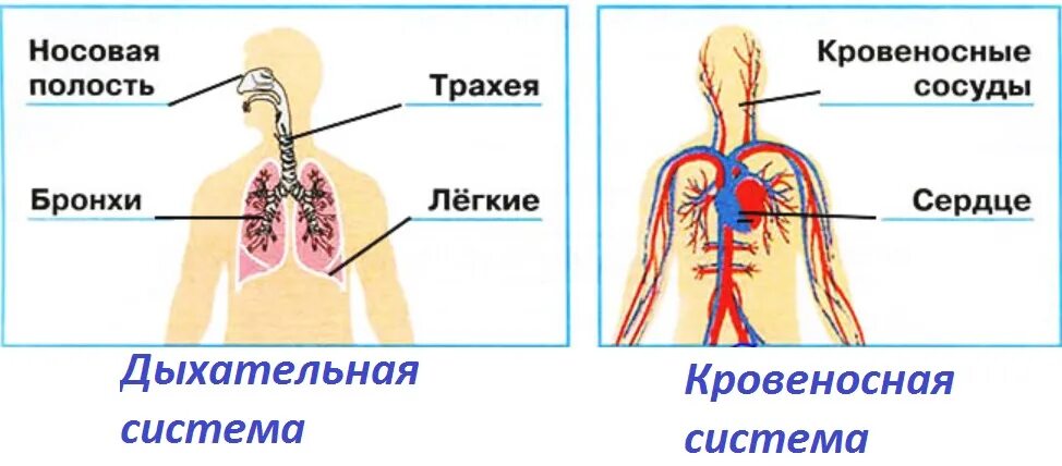 Самостоятельная работа по теме дыхательная система. Схема кровеносной и дыхательной систем человека. дыхательная система и кровеносная система 3 класс окружающий мир. органы дыхания и кровообращения 3 класс. окружающий мир плешаков дыхание и кровообращение.