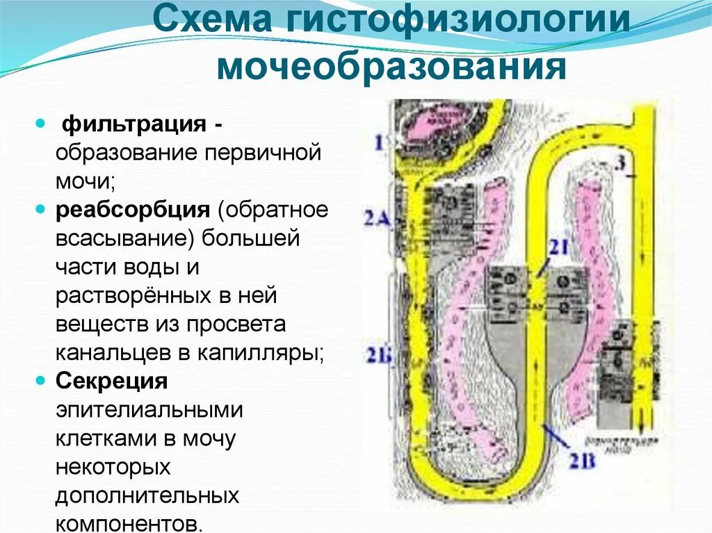 Образование мочи фильтрация схема. Механизмы образования мочи: фильтрация, реабсорбция. Процессы образования мочи фильтрация реабсорбция и секреция. Мочевыделительная система фильтрация реабсорбция. В результате реабсорбции образуется