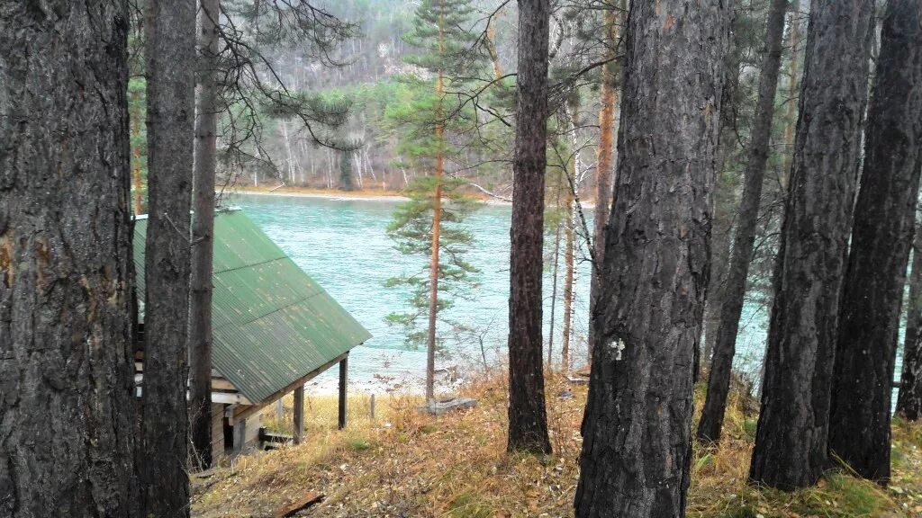 С. Участок на катуни. Берег катуни. Земельные участки на алтае. Катунь манжерок.