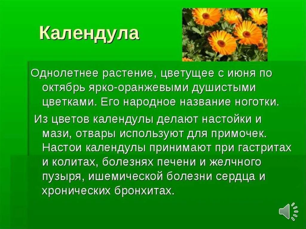 Дополнительная информация о растениях. Календула однолетняя. Календула презентация. Лекарственные растения доклад. Сообщение на тему лекарственные растения.