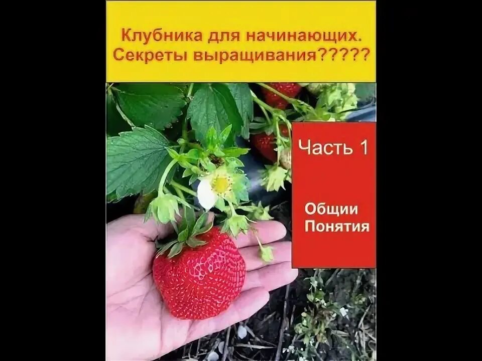 Секрет выращивания. Рассада огурцов. Посадка цветов в кашпо из кокосового волокна. Укорененные черенки хризантемы мультифлора. Секрет выращивания.