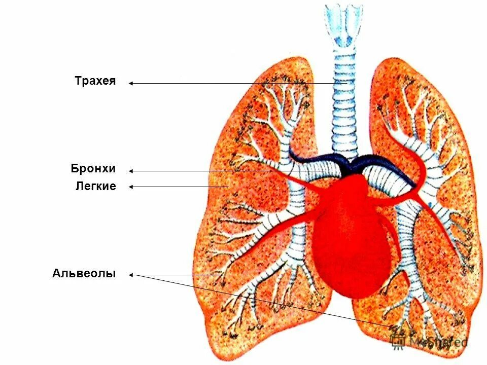 Строение легких трахея бронхи. Строение человека трахея бронхи легкие. Строение легких альвеолы бронхи. Трахея и бронхи, альвеолы легких.