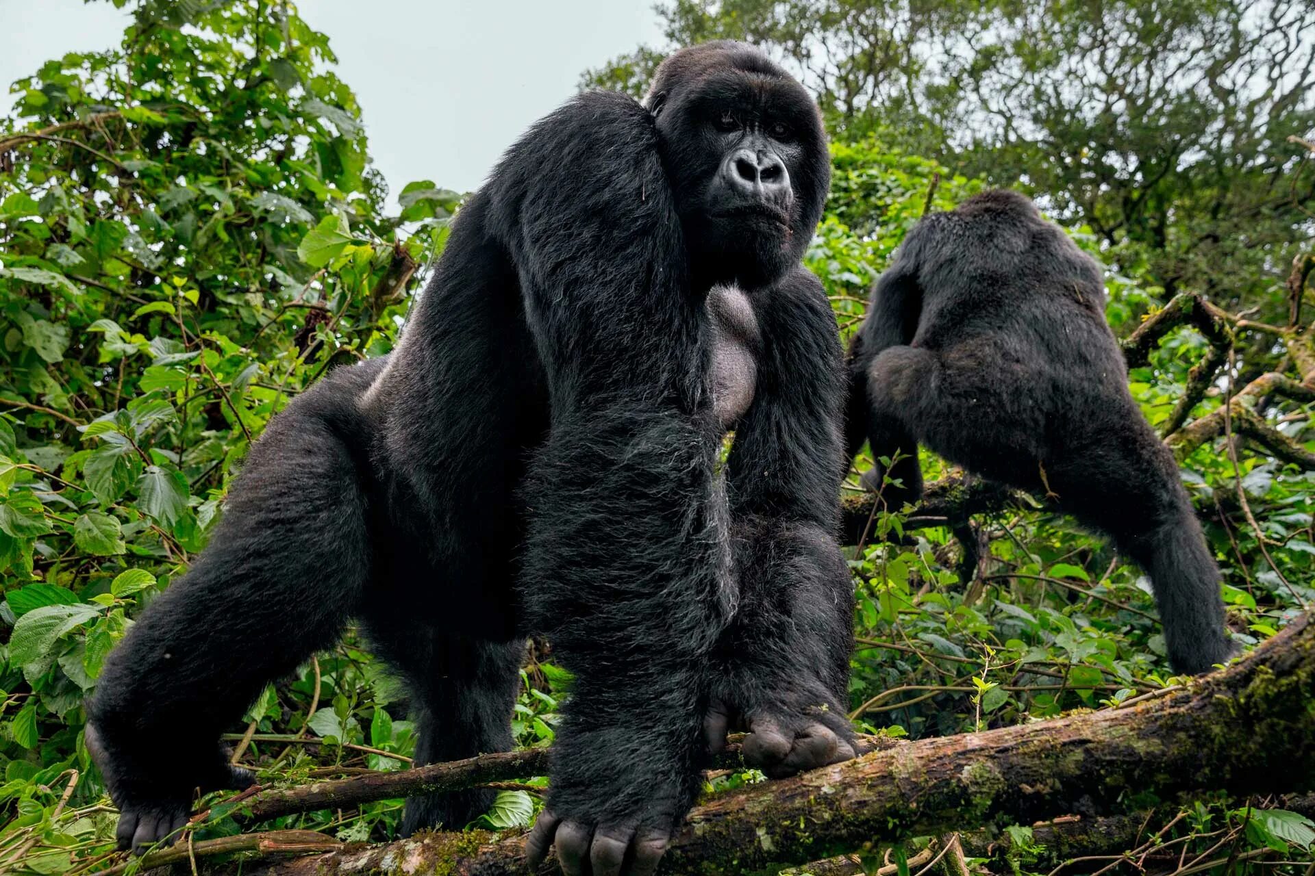 Парк Вирунга горные гориллы. Сильвербэк горилла. Горные гориллы в национальном парке Вирунга. Вирунга самец гориллы.