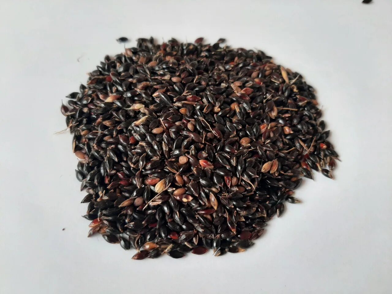 Авито семена трав. Семена суданки черноморка. семена трав: суданская трава. камышинская 51 суданская трава. суданка семена фото.