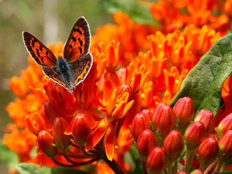 Крылатый цветок. Оранжевая красота. Бабочки-красавицы. Бабочки фото. Мир в оранжевом цвете.