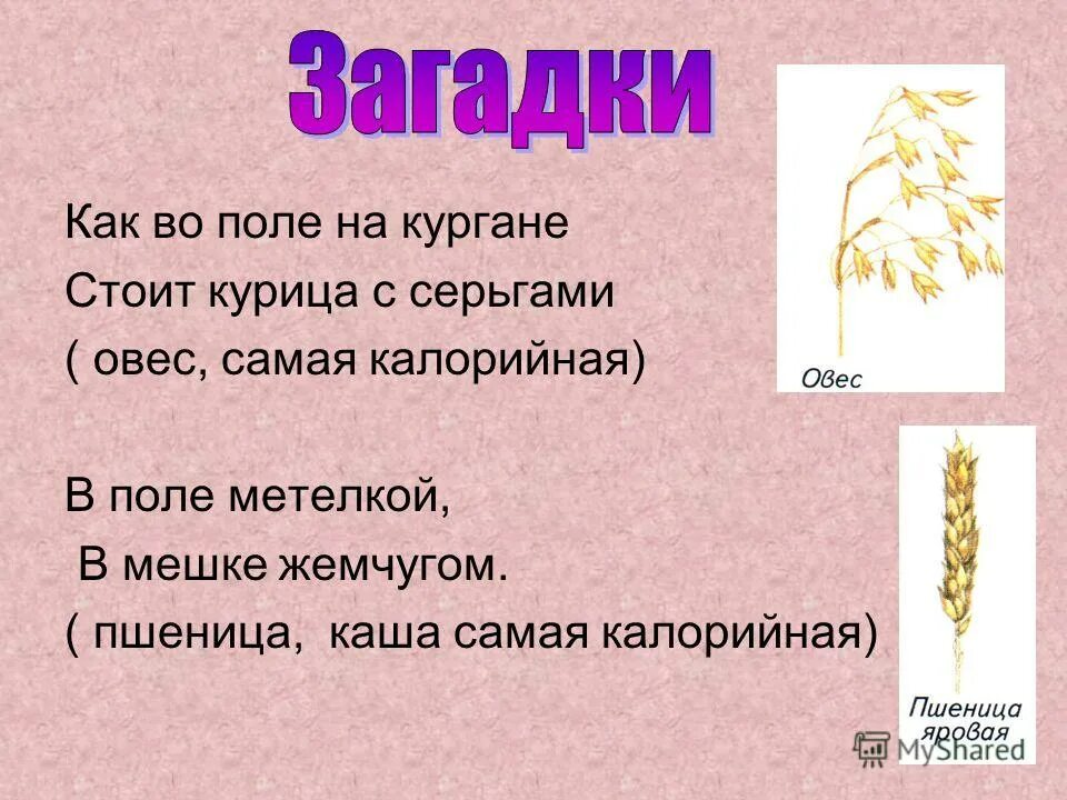 Загадка крошка. Загадки про кашу. Загадки о крупах и кашах. Загадки на тему каша. Загадка про пшеницу для детей.