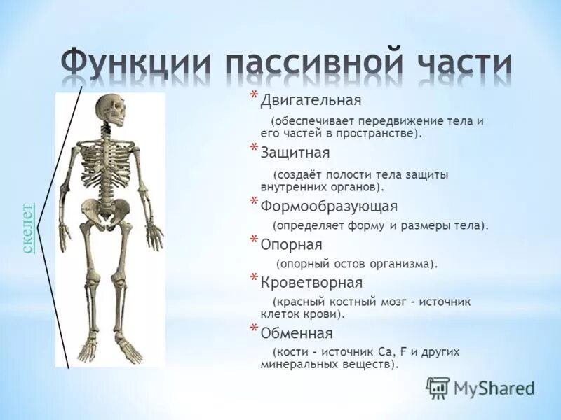 Механической функции скелета человека