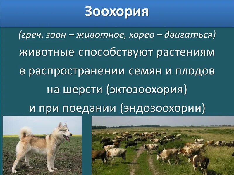 Распространение животных примеры